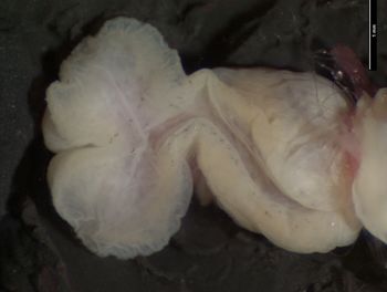 Media type: image;   Herpetology R-146825 Aspect: sulcate